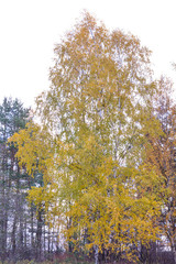 Birch in bright autumn colors against the background of the forest