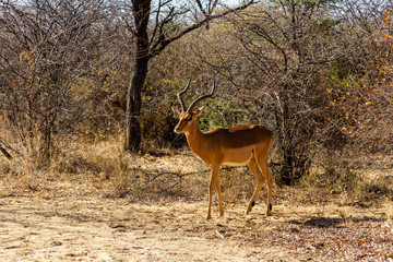Antilope