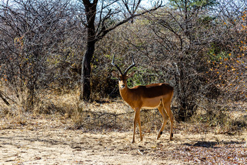 Antilope