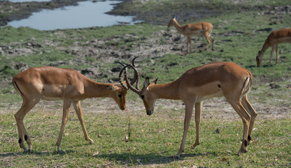Naklejka na ściany i meble Impala fight, deer fight, Springbok, South Africa, Wildlife, Safari