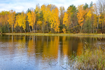 Beautiful autumn landscape with reeds and birches