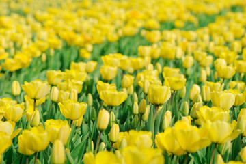 Obraz premium Tulpenfeld