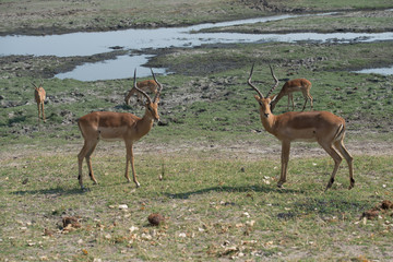 Impala fight, deer fight, Springbok, South Africa, Wildlife, Safari
