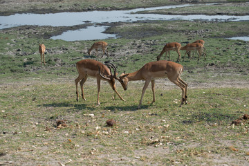 Impala fight, deer fight, Springbok, South Africa, Wildlife, Safari