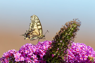 Swallowtail (Papilio machaon) sitting on the flower of a butterfly bush in summer.