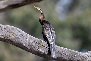 Australian Darter or Anhinga