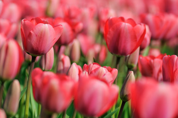 Fototapeta premium Tulpen