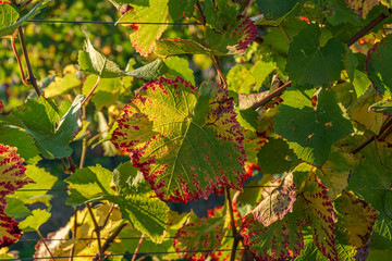 Wine plants in the autumn with colorful leaves at golden hour