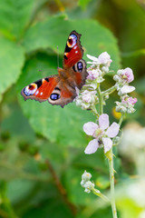 European peacock (Aglais io) on the flowers of a blackberry bush on Juist, East Frisian Islands, Germany.