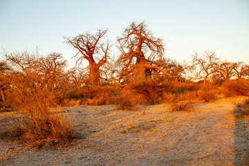 Kubu Island