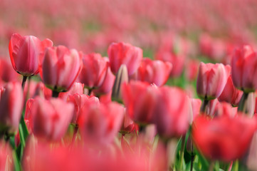 Tulpen