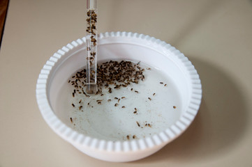 Mosquito larvae tested for vaccine