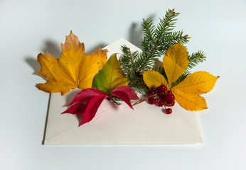Autumn composition. Bright autumn leaves of maple, parthenocissus, chestnut, spruce branch and viburnum berries in an envelope on a white background.