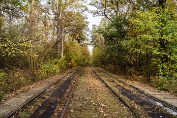 Fototapeta premium The colors of autumn forest, Kiev, Ukraine stock photo