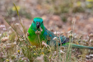 Red-rumped Parrot in Australia