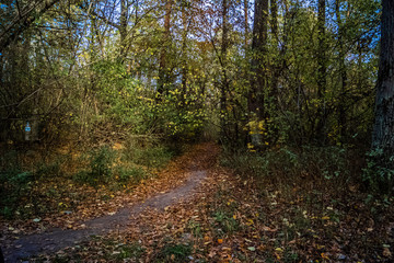 The colors of autumn forest, Kiev, Ukraine stock photo