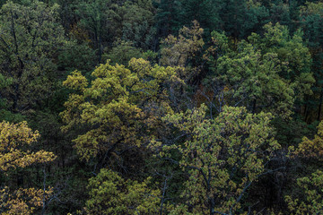 Fototapeta premium The colors of autumn forest, Kiev, Ukraine stock photo