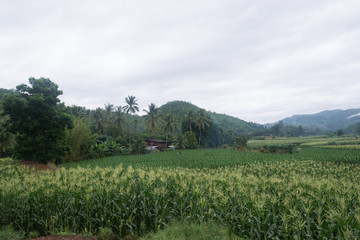  Corn farm