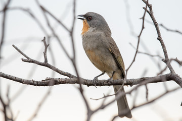 Gilbert's Whistler in Australia