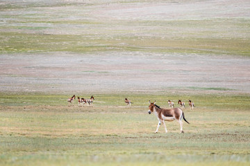 equus kiang, wild ass in golmud