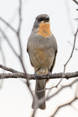 Gilbert's Whistler in Australia