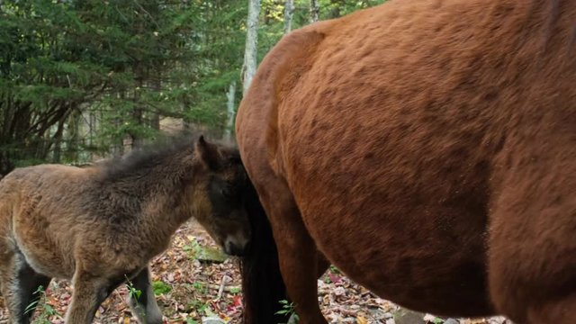 A beautiful wild pony mare and her baby foal graze and nurse in the forest of Grayson Highlands State Park, Virginia USA