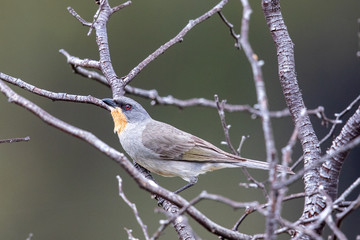 Gilbert's Whistler in Australia