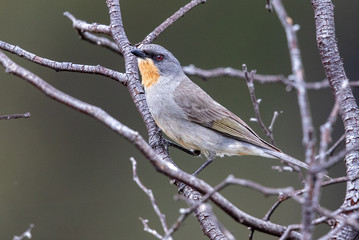 Gilbert's Whistler in Australia