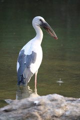 white stork in the zoo