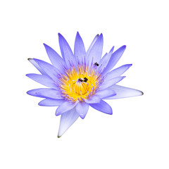 Pink or purple lotus flowers that are blooming in full, showing beautiful stamens isolated on white background, with clipping path.