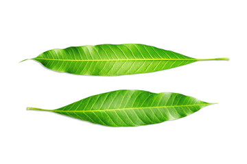Obraz premium Closeup texture leafs of mango tree isolated on white background, with clipping path.