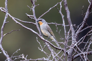 Gilbert's Whistler in Australia