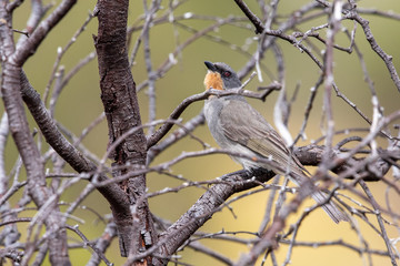 Gilbert's Whistler in Australia