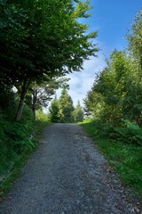 Fototapeta na wymiar road with green trees in the mountain in autumn