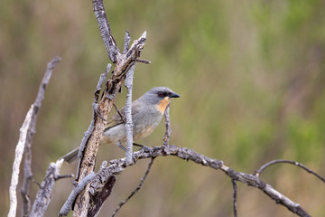 Gilbert's Whistler in Australia