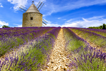 Windmill in blooming lavender field