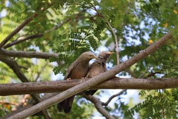 bird sparrow on a brown tree branch