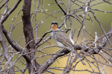 Gilbert's Whistler in Australia