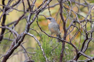 Gilbert's Whistler in Australia