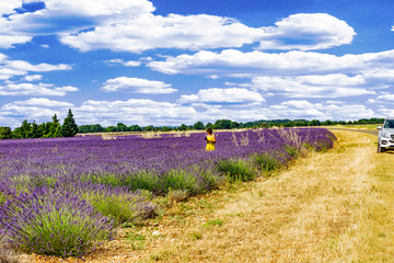 Flowering lavender fields