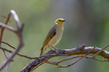 White-plumed Honeyeater in Australia