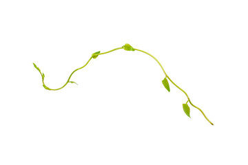 Bush grape or three-leaved wild vine cayratia (Cayratia trifolia) liana ivy plant bush, nature frame jungle border isolated on white background, clipping path included