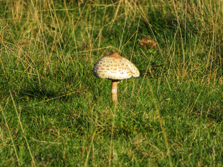 white mushroom in the grass