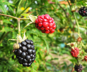 ripe and immature blackberries on a bush