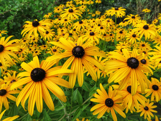 field of yellow black-eyed susan flowers