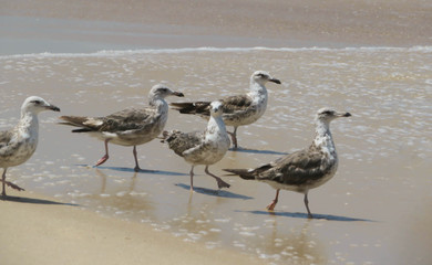 flock of seagulls walking at the beach