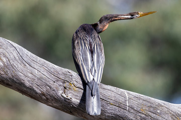 Australian Darter or Anhinga