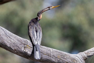 Fototapeta premium Australian Darter or Anhinga