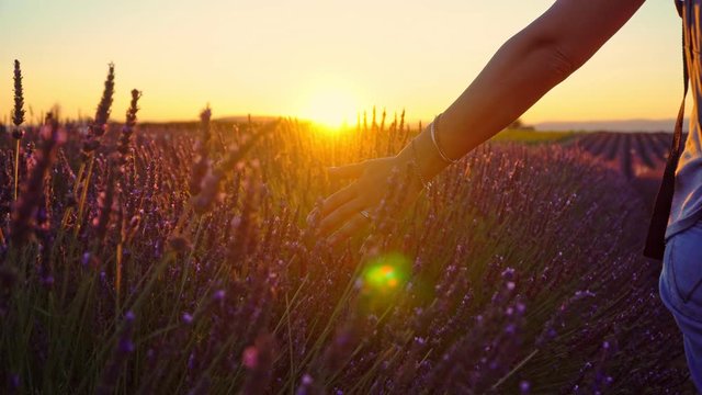 Close-up of woman's hand walking through lavender field at dusk
