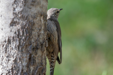 Brown Treecreeper in Australia